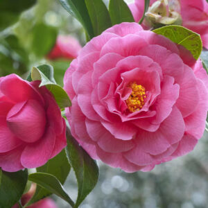 Camellia plant Pink