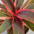 Cordyline Terminalis