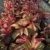 Cordyline Terminalis Brown
