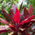 Cordyline Terminalis Red