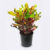 Curly Leaves Bi Colour