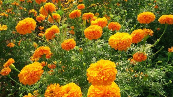 Deshi Ganda Marigold orange