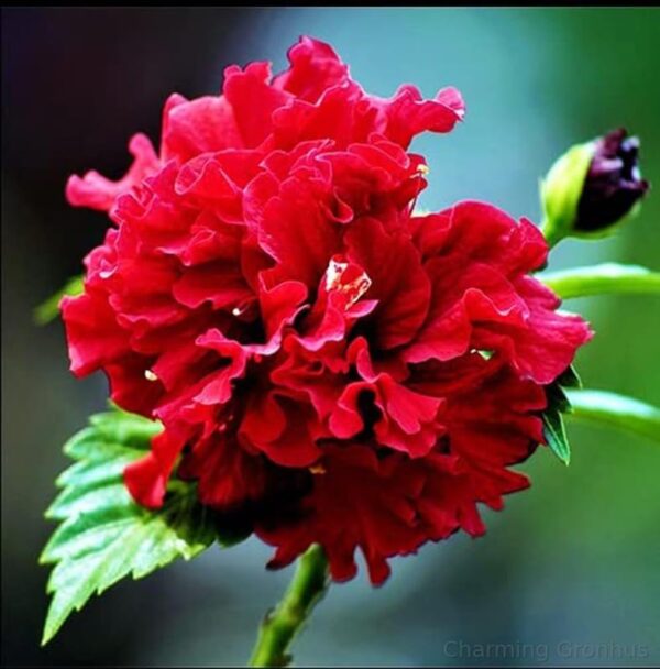 Deshi Hibiscus Red double petal