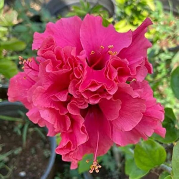 Deshi Hibiscus pink double petal