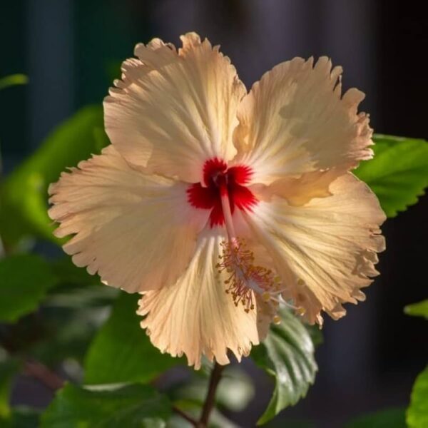 Deshi Hibiscus yellow