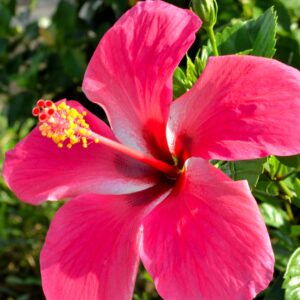 Deshi hibiscus Rastopati joba or Pandav Joba