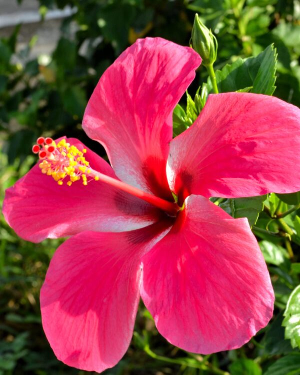 Deshi hibiscus Rastopati joba or Pandav Joba