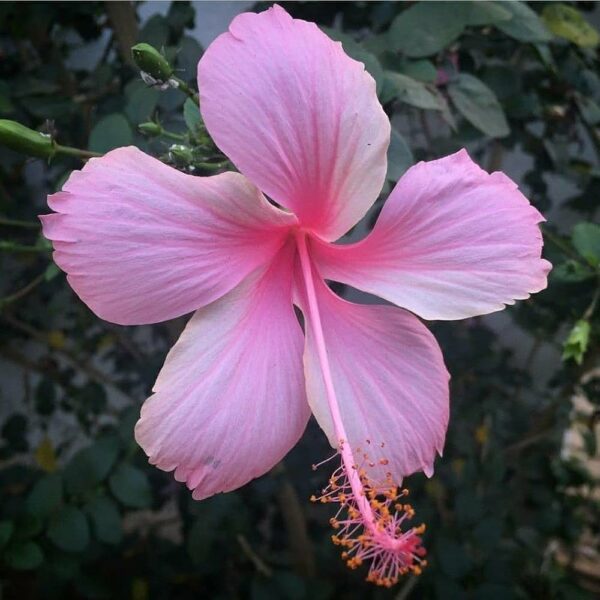 Deshi hibiscus pink