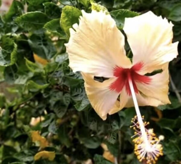 Deshi Hibiscus yellow