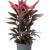 Dracena Kedernath