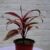 Dracena Kedernath Bi Colour