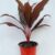 Dracena Rosea