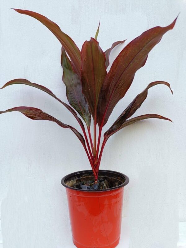 Dracaena Plant - Image 7