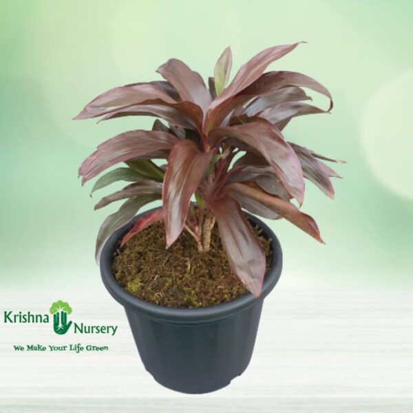 Dracena Rosea