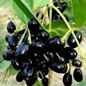 Grafter Thai black jamun