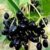 Thai Black Jamun