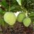 Himsagar Mango