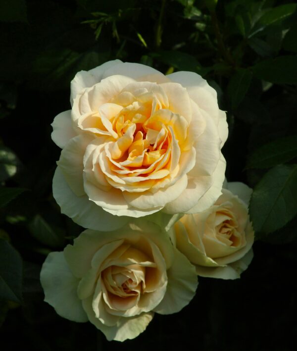 Hybrid peach rose