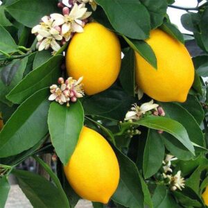 Kagzi lemon