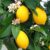 Kagzi Lemon