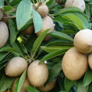 Kalapatti Sapota