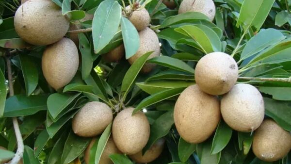 Kalapatti Sapota