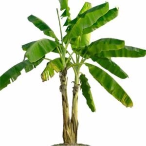 Kathali Banana