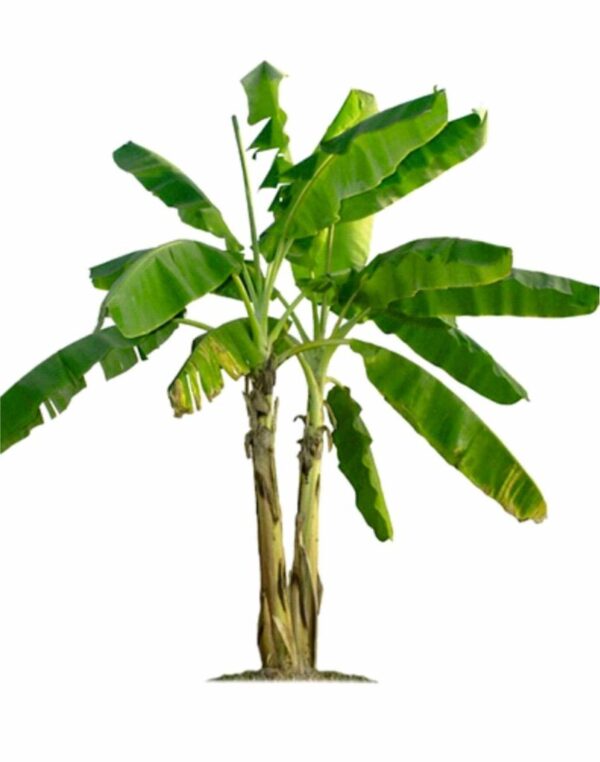 Kathali Banana
