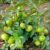 Lucknow 49 Guava