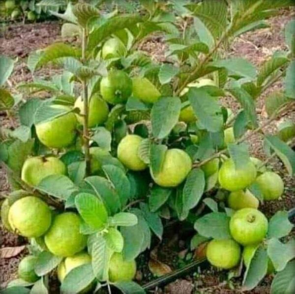 L49 Guava