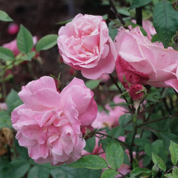 Light pink rose