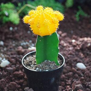 Moon Cactus Yellow