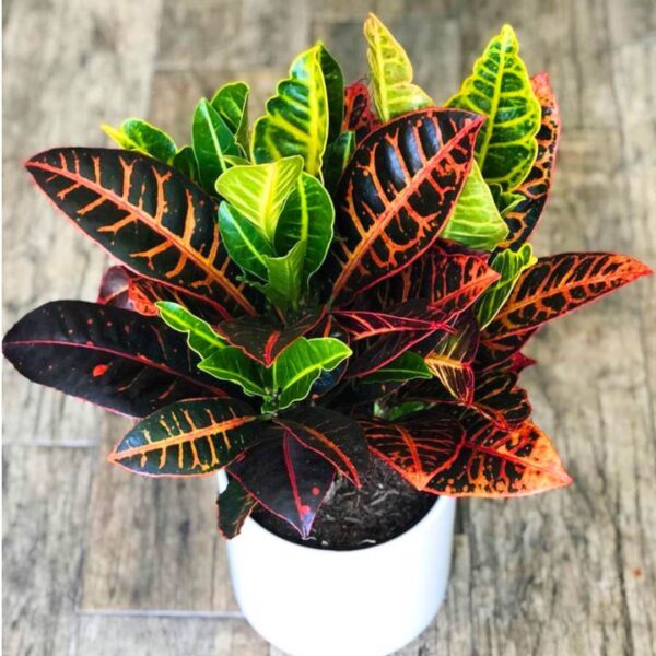 Multi Colour Big Leave Croton