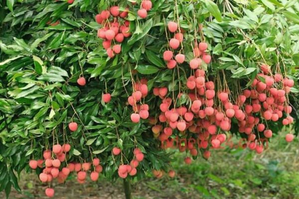 Muzaffarpur Litchi