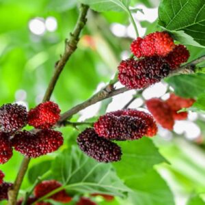 Normal Mulberry