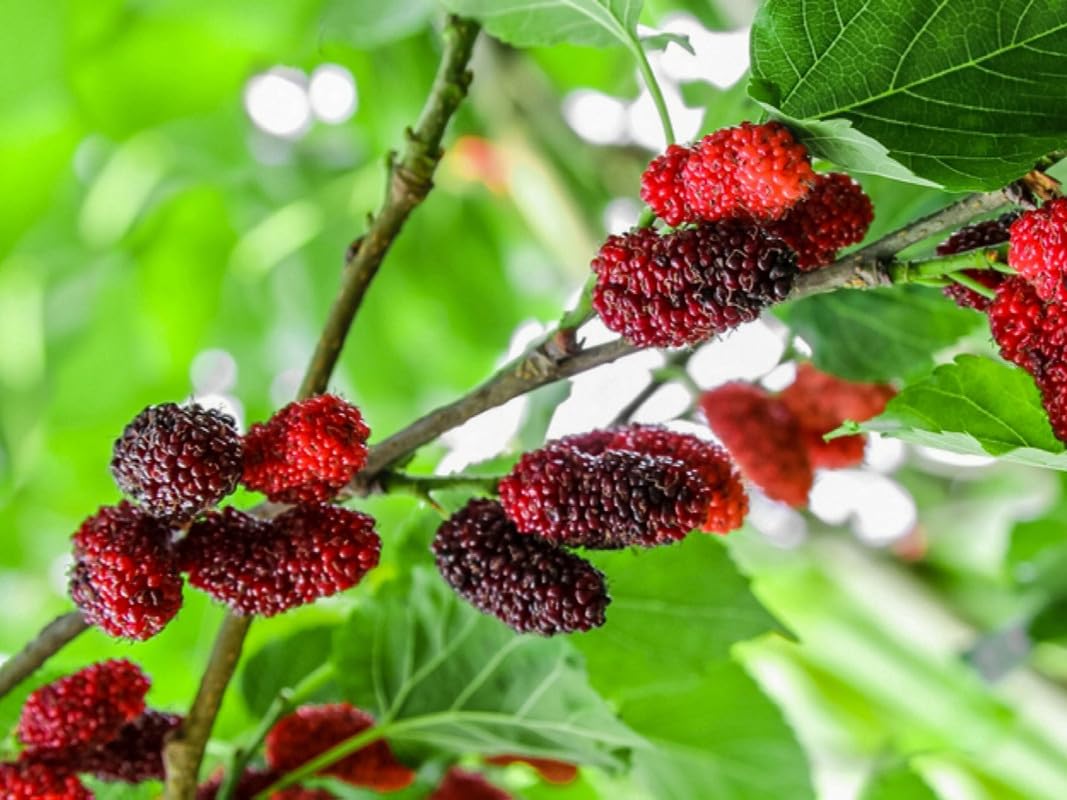 Normal Mulberry