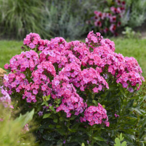 Phlox Plant