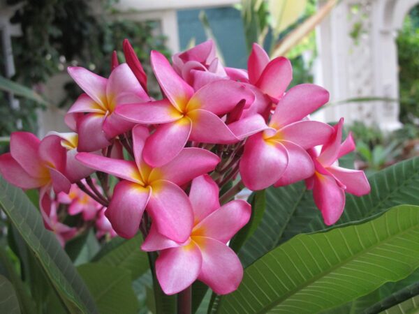 Kath Golap Plant - Image 3