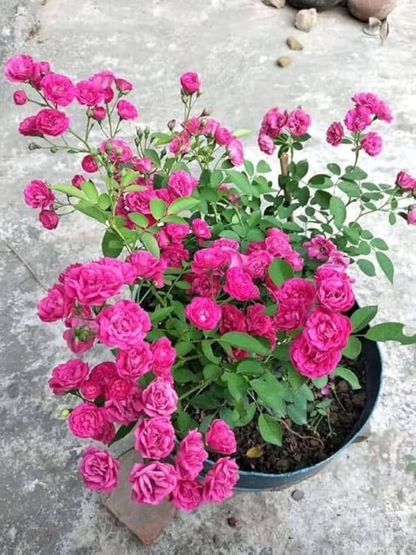 Pink Hazari