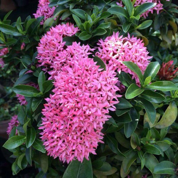Pink dwarf rangoon