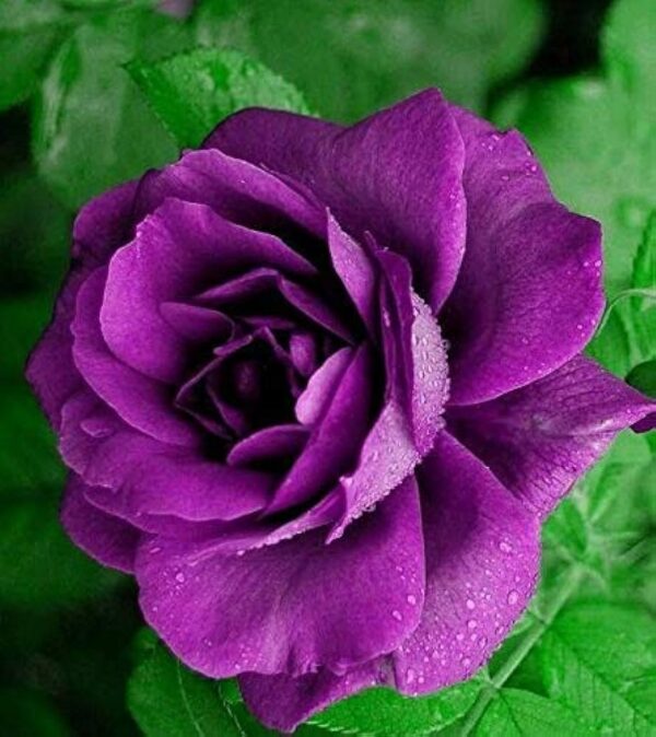 Purple Rose