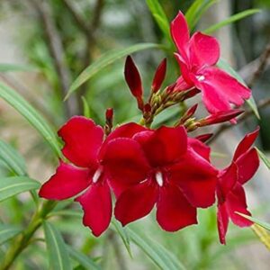 Karabi Single Petal