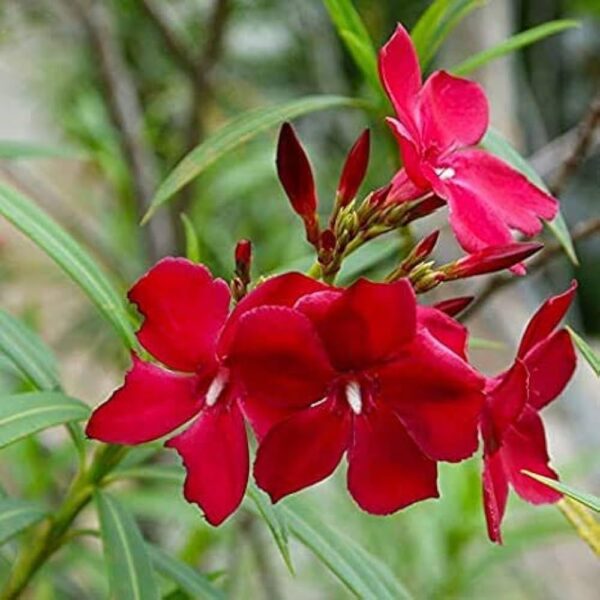 Karabi Single Petal