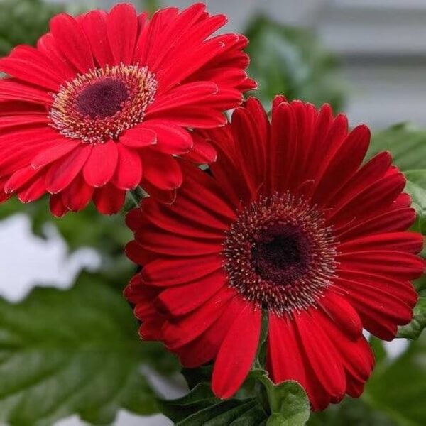 Gerbera Tissue Culture - Image 3