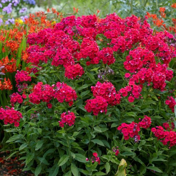 Phlox Plant - Image 4
