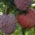 Custard Apple Red