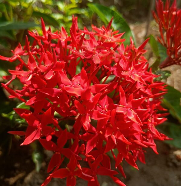 Red dwarf rangoon
