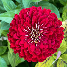 Zinia Red