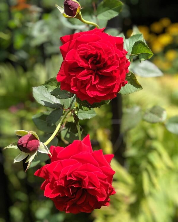 Rose Plant - Image 6