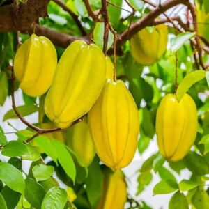 Star fruit alltime